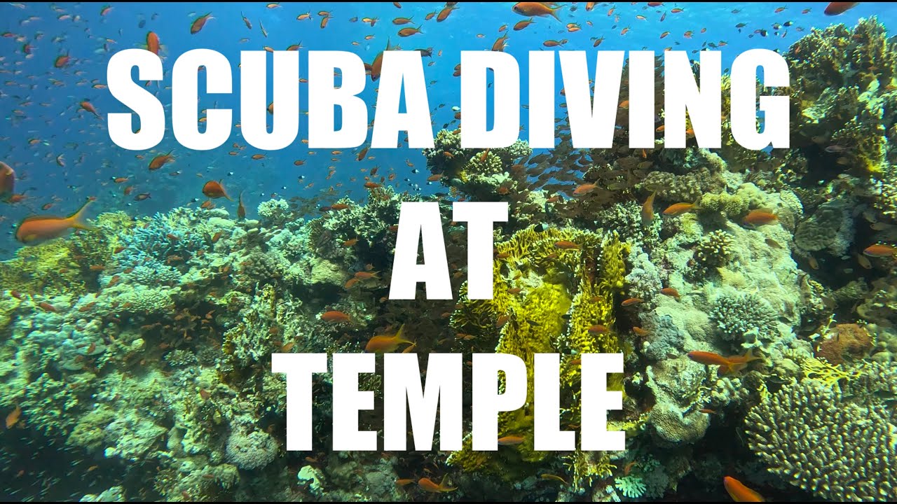 Scuba Diving at Temple in Sharm El Sheikh - Jaz Fanara - Barracuda - Eel - Barracuda - Egypt