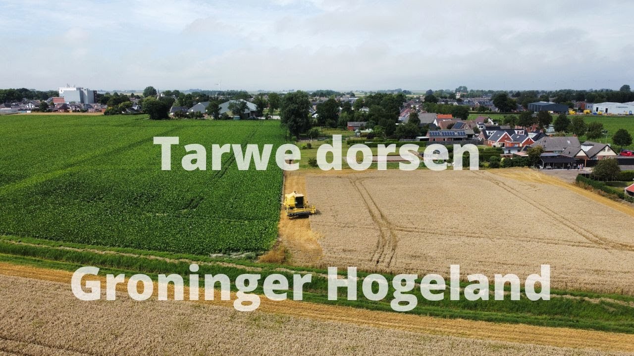Graanoogst in augustus 2022, de maand van het tarwe dorsen op het Groninger Hogeland