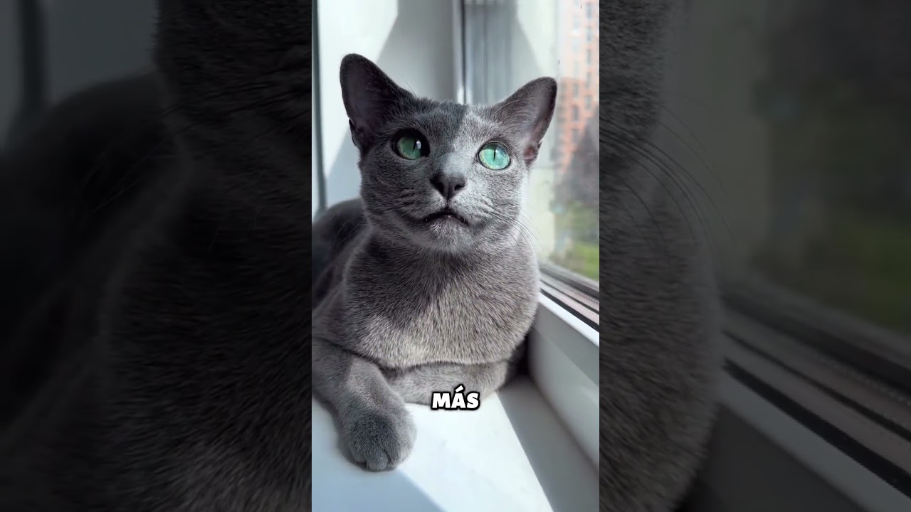 4 cosas que no sab&iacute;as de los gatos azul ruso #gatos #mascotas #felinos #cats