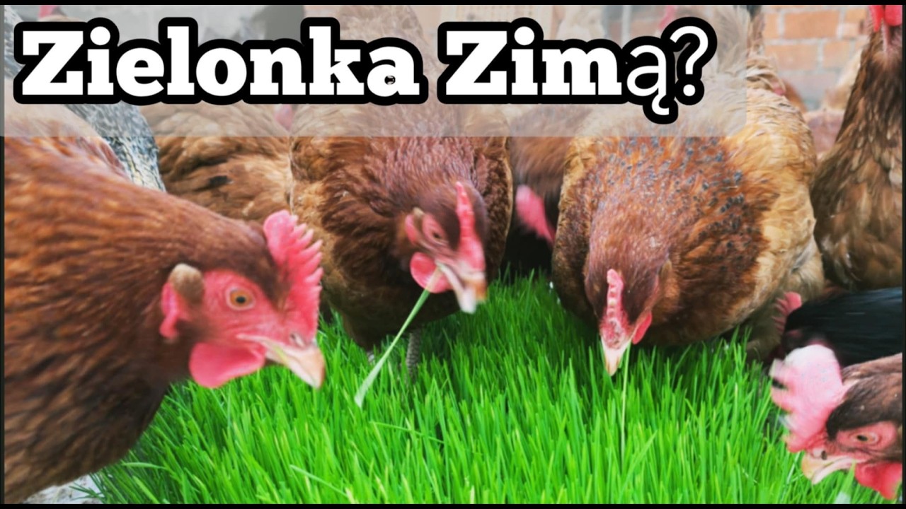 Zielonka dla kur w środku zimy - prosty sposób