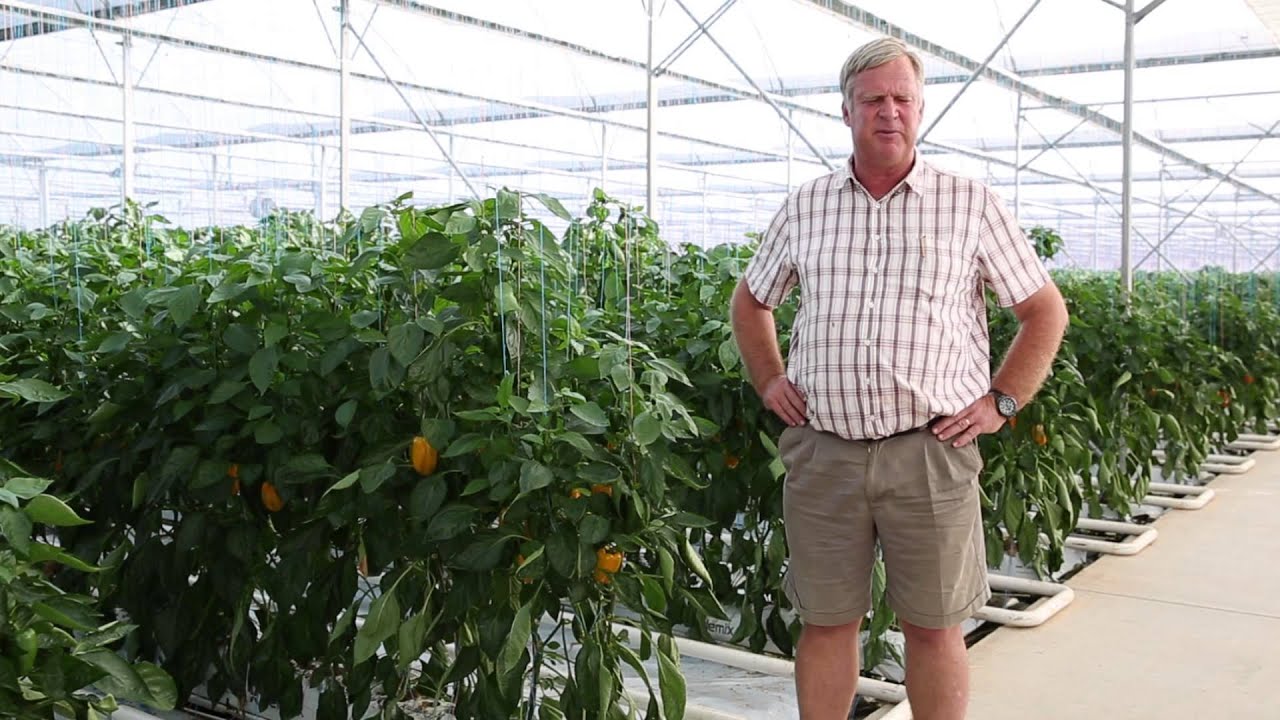 Success with Netafim Greenhouse on a pepper farm