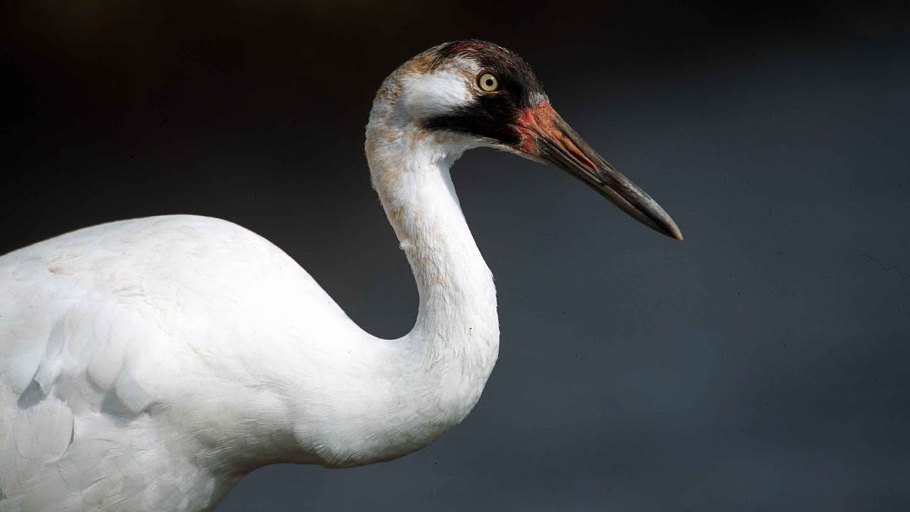 Fall Migration: Saskatchewan Cranes