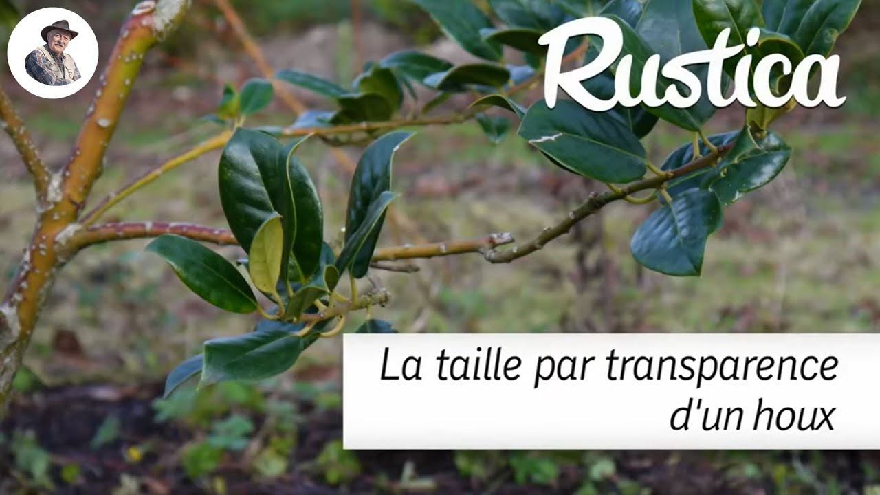 La taille par transparence d'un houx