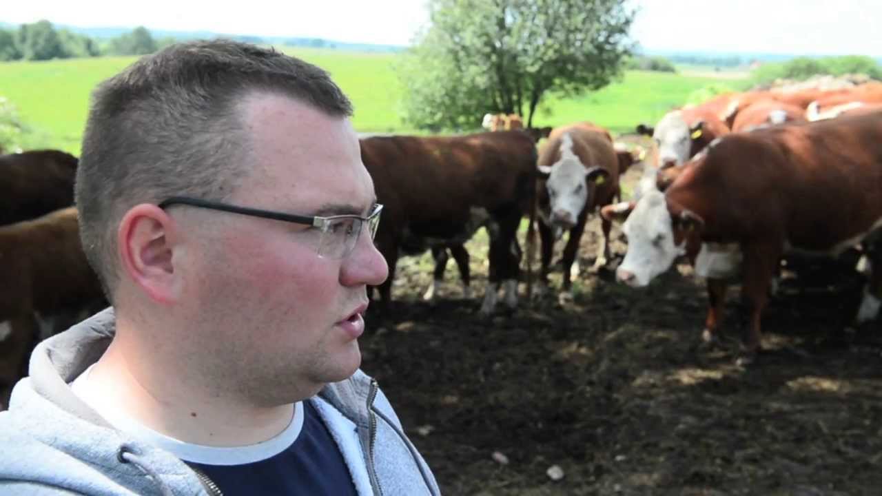 Hodowla bydła mięsnego rasy Hereford