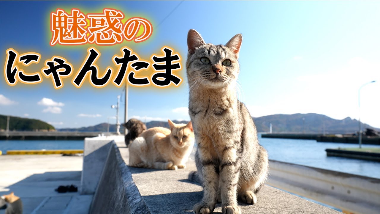 「にゃんたま」の撮影に密着