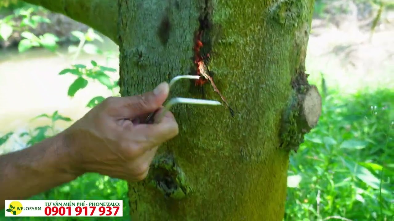 Cách quản lý sâu hại trong thân cành sầu riêng