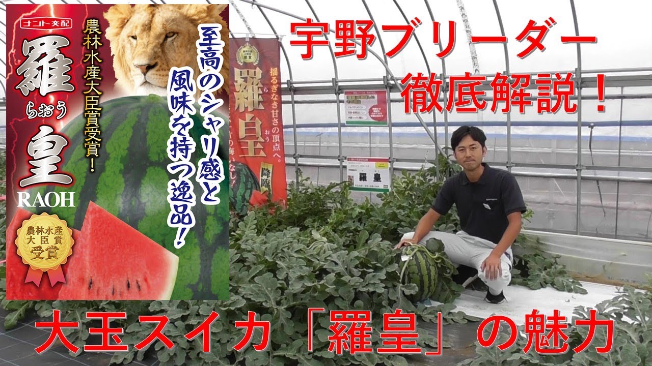 羅皇　大玉スイカの最高傑作！　空洞果・裂果が出にくい！　シャリ感・食味も大絶賛！　最高の大玉スイカをご紹介します！