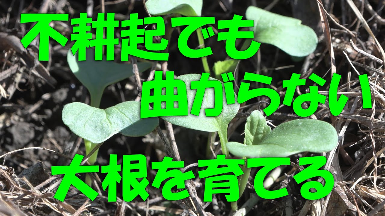 【大根】不耕起でも曲がらない大根を育てる