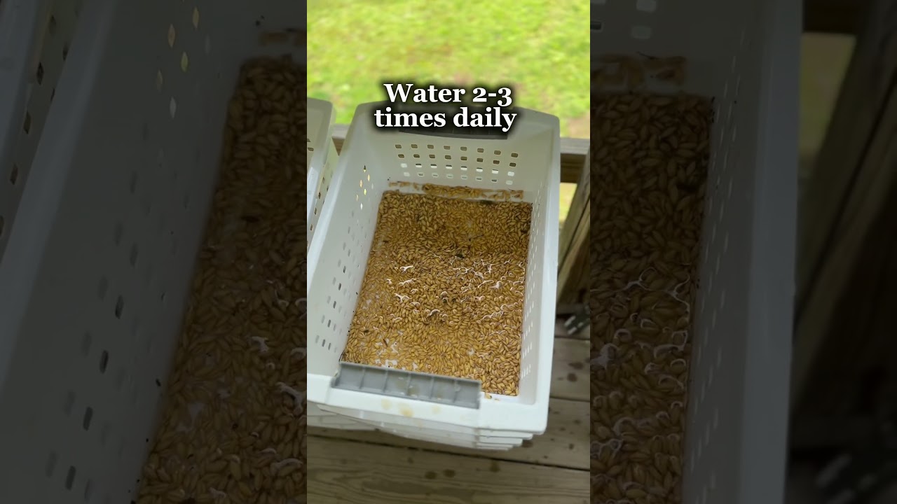 How to grow fodder for your livestock. #shortsvideo #shortsfeed #foddergrass #chickens #poultry