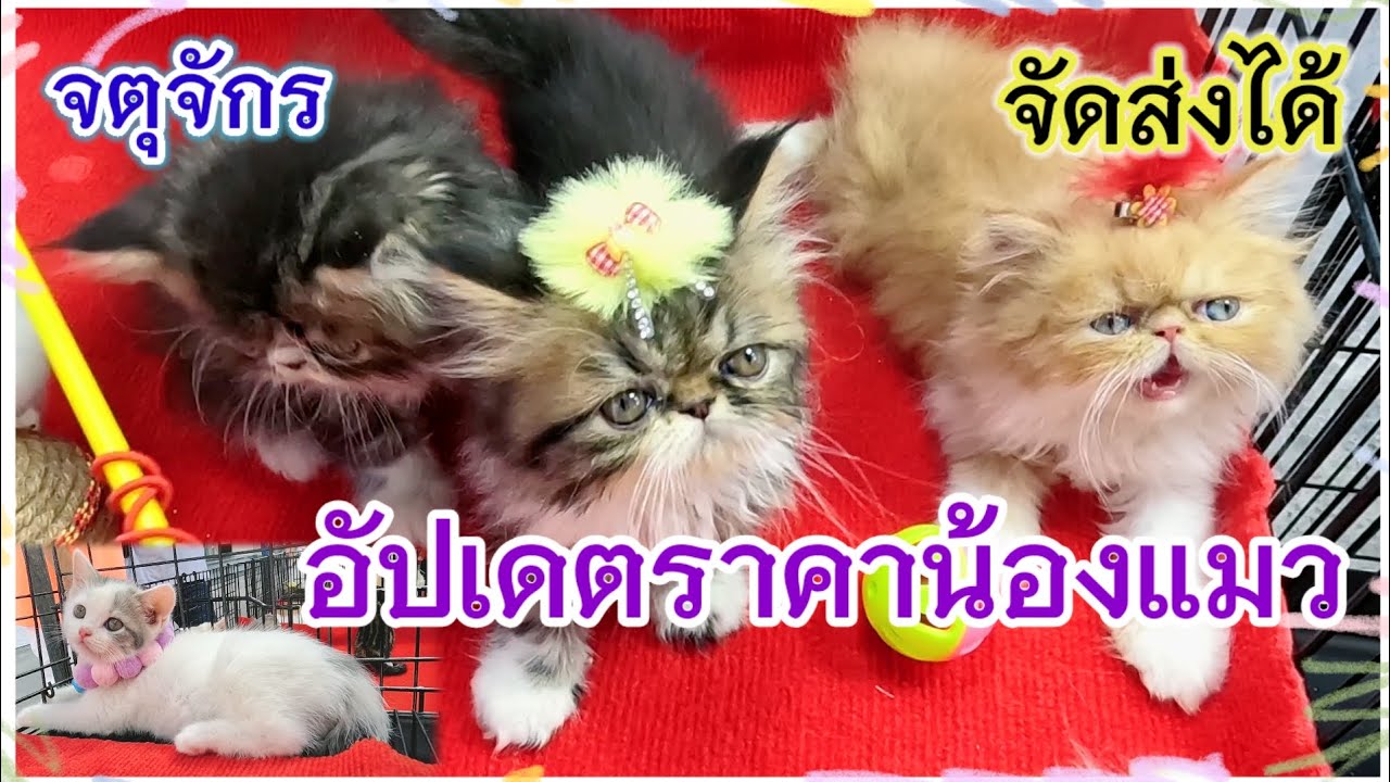 อัปเดตราคาน้องแมว น่ารักๆ หลายสายพันธุ์ จตุจักร จัดส่งได้ ร้านพี่เปิ้ล