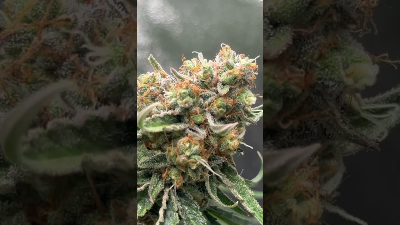 Indoor Grow Germany🇩🇪🍁 Strain Grape Ape⚡️