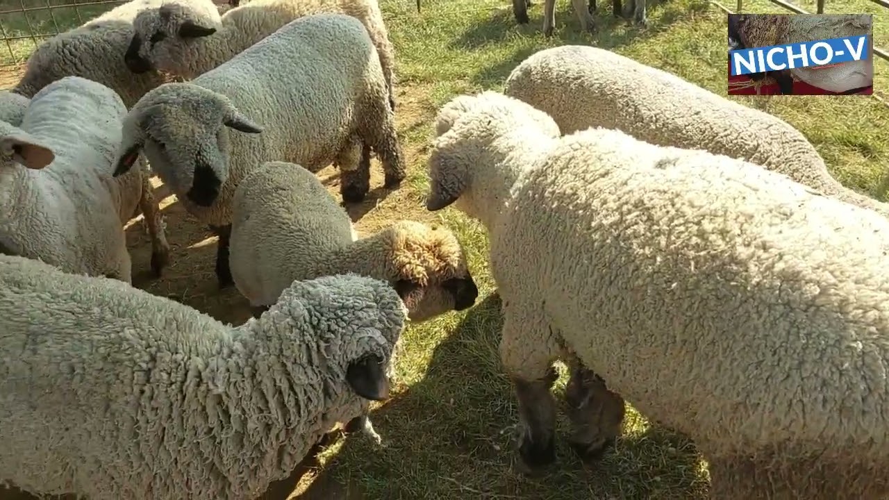 LOS BORREGOS PARA PIE DE CRIA DE LAS PLAZAS GANADERAS.