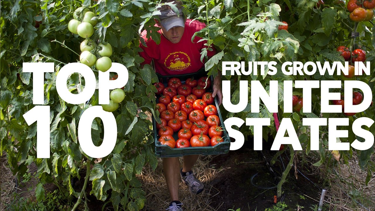 Top 10 Fruits Grown in the USA!