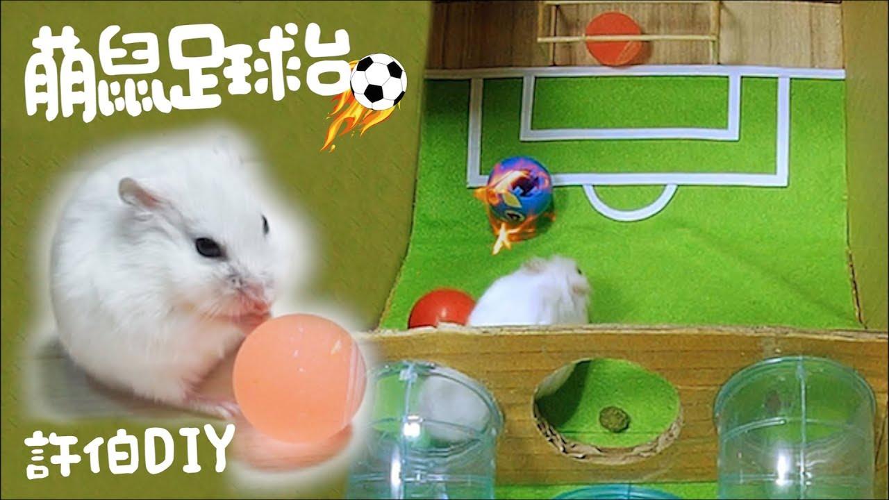 看過倉鼠踢球嗎?萌鼠足球台DIY!