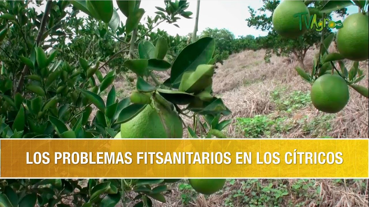 Los Problemas Fitosanitarios en los Citricos- TvAgro por Juan Gonzalo Angel Restrepo