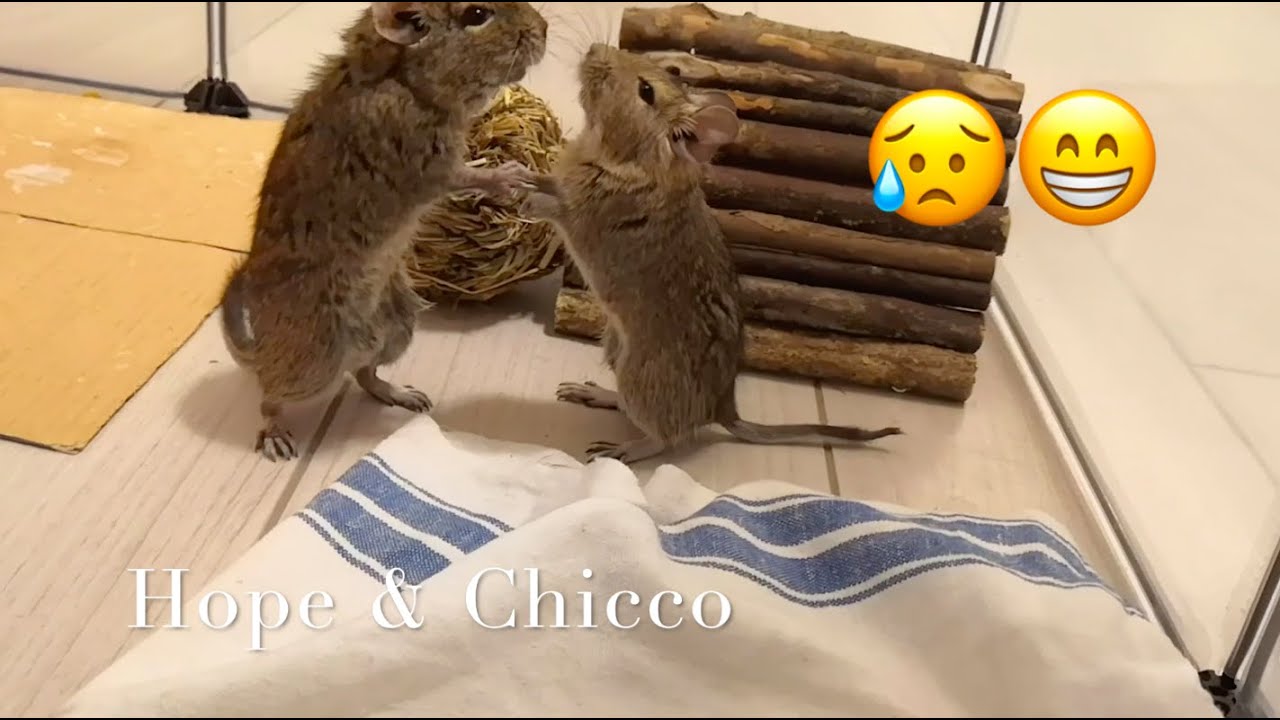 Degu fight