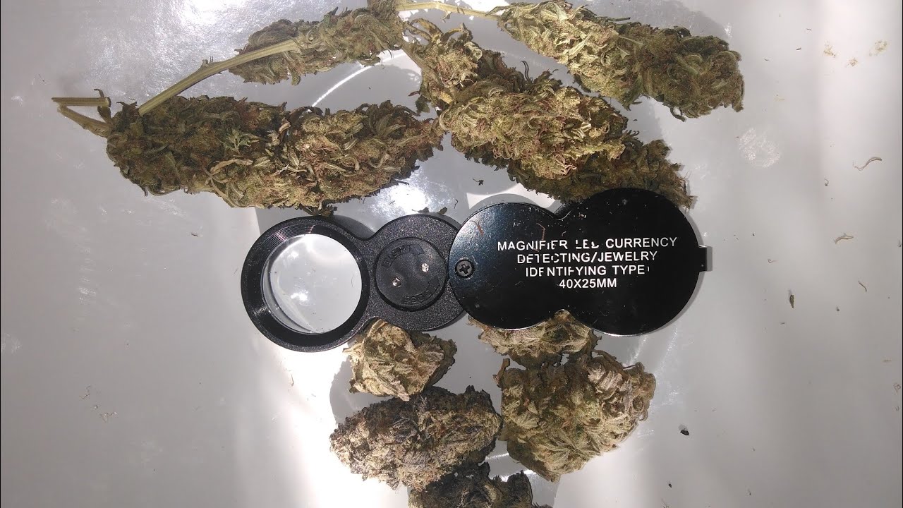 SATIVA v INDICA