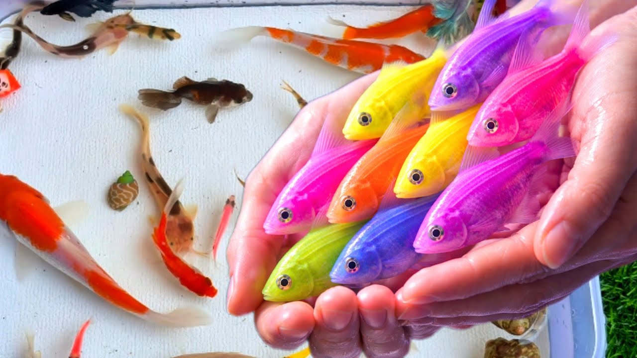 🔴 Campur SEMUA Ikan Warna-Warni ke Kolam Kecil! Hasilnya Bikin Kaget 😱