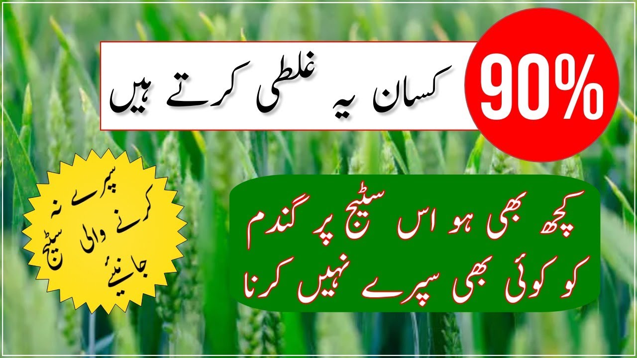 Wheat pollination process| Do not spray on wheat at this stage| How to get good wheat production