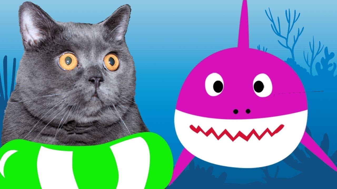 CAT Baby Shark | Animal Songs | Viva Zorki Songs for Children
