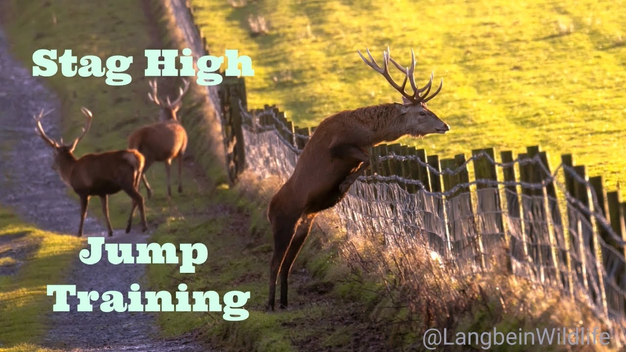 STAGS LEAPING FENCE - Like Well-trained Athletes