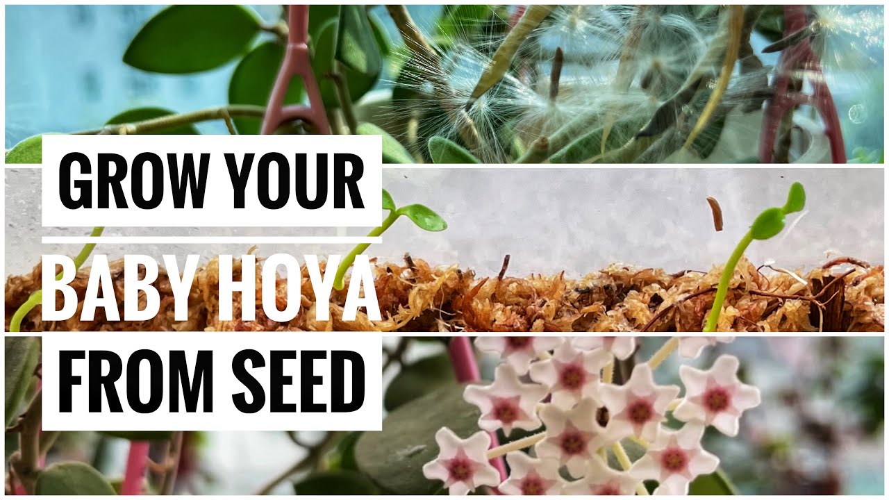 The amazing journey of Hoya flower, seed to plant.