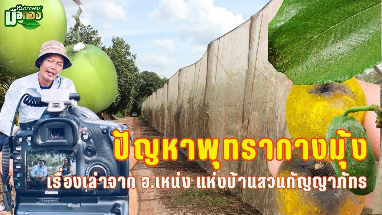 ปัญหาพุทรากางมุ้ง @teamkasetmeuthong