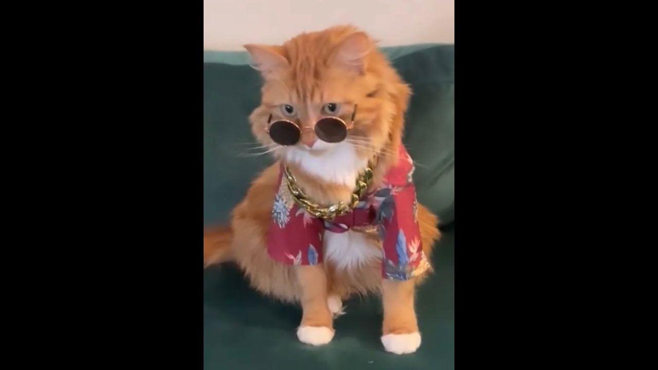 Miss meow cat 2022