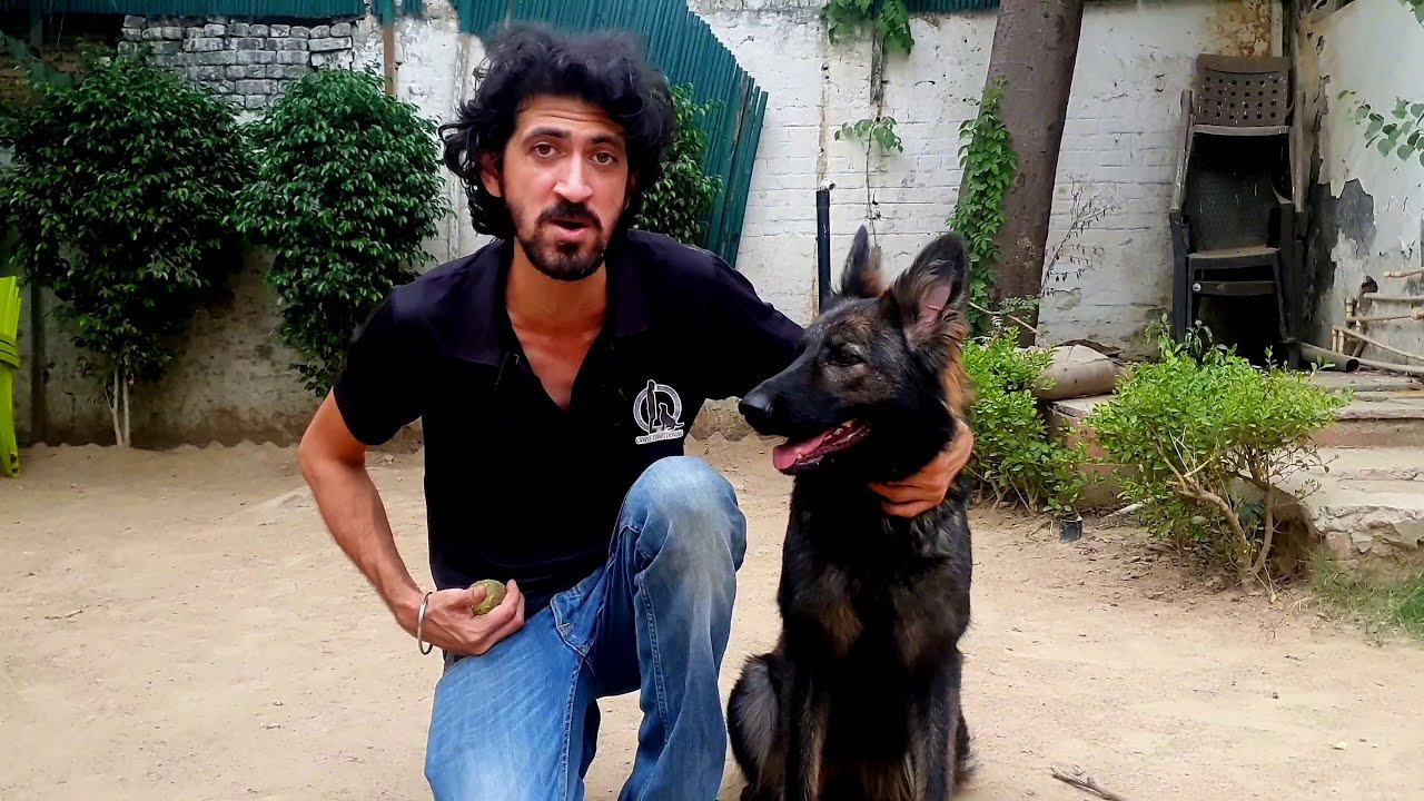 German Shepherd | Working  Line GSD | Straight Back GSD | CANINE CONDITIONING DELHI |  Scoobers