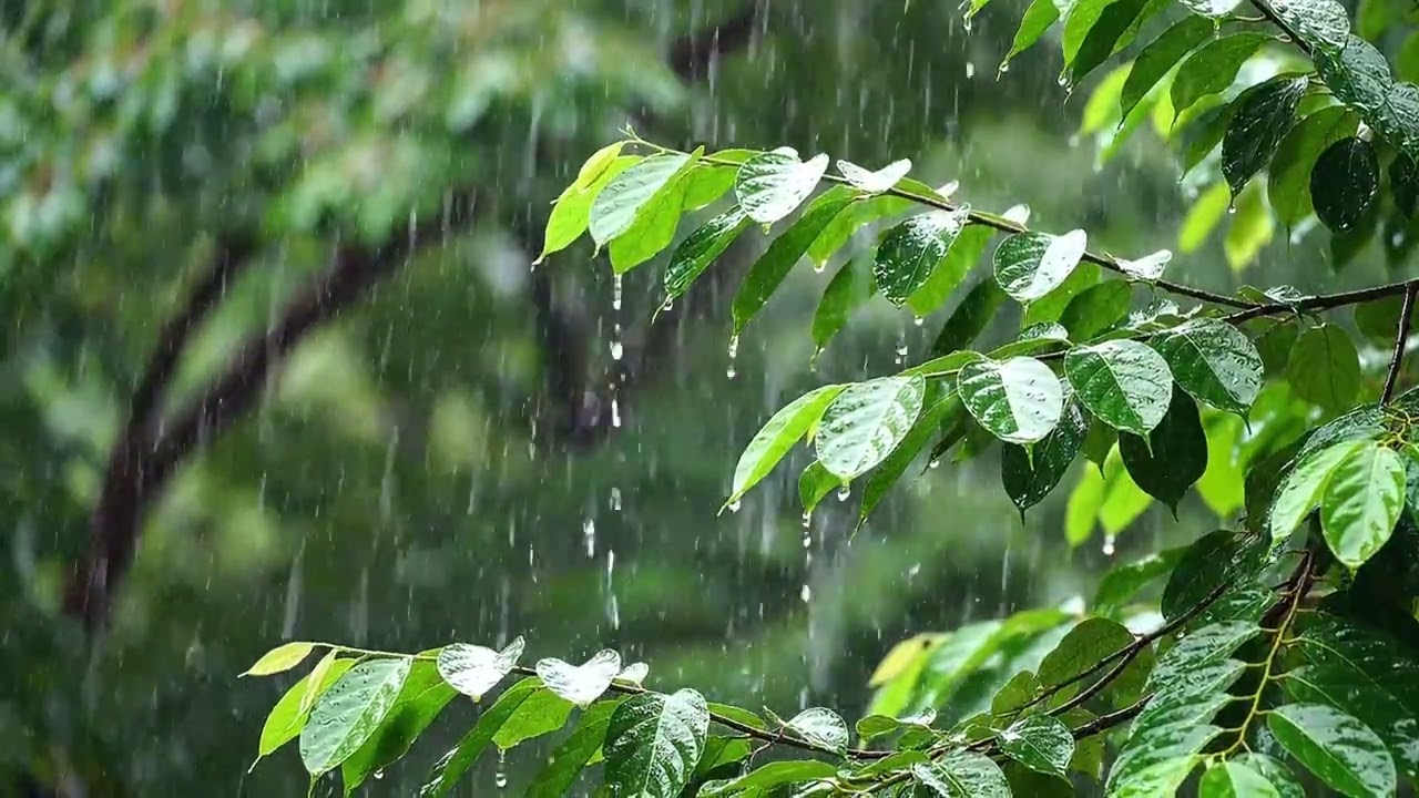 Quiet Piano Rain | Focus Music for Study and Work