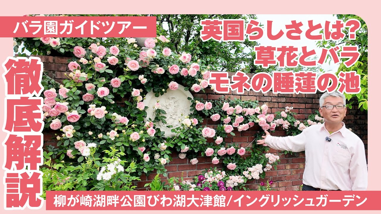 【バラ園ガイドツアー】柳が崎湖畔公園 びわ湖大津館/イングリッシュガーデン （2025年5月16日撮影）
