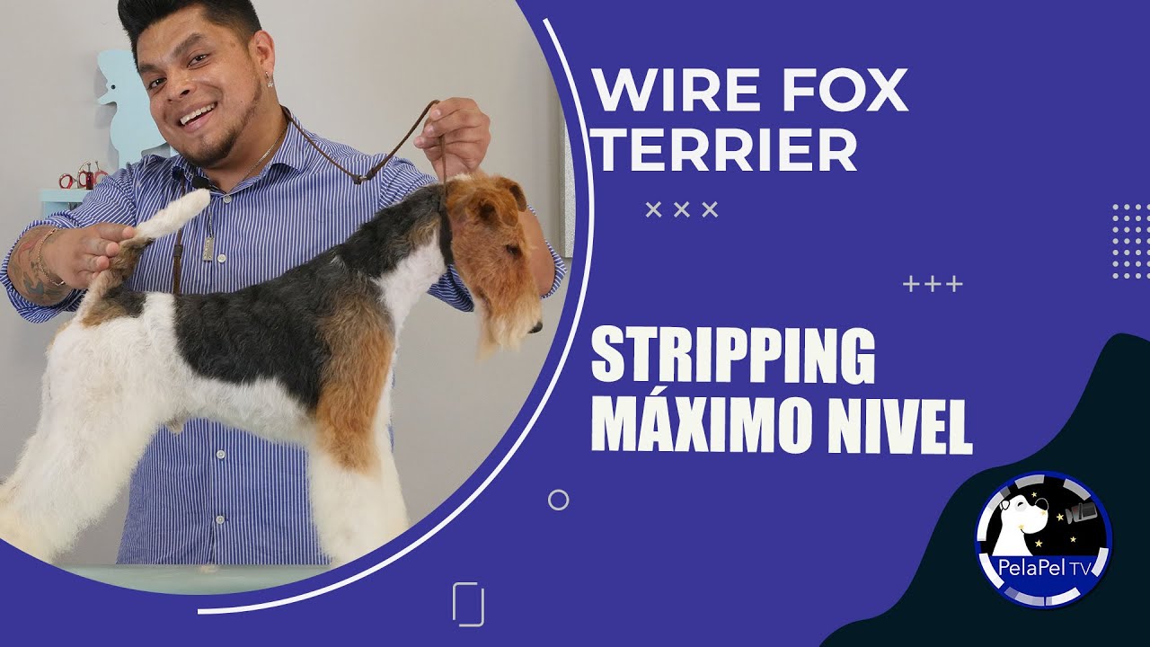 Peluquería canina profesional, perro fox terrier, herramientas para stripping, ELLIOT HERNÁNDEZ