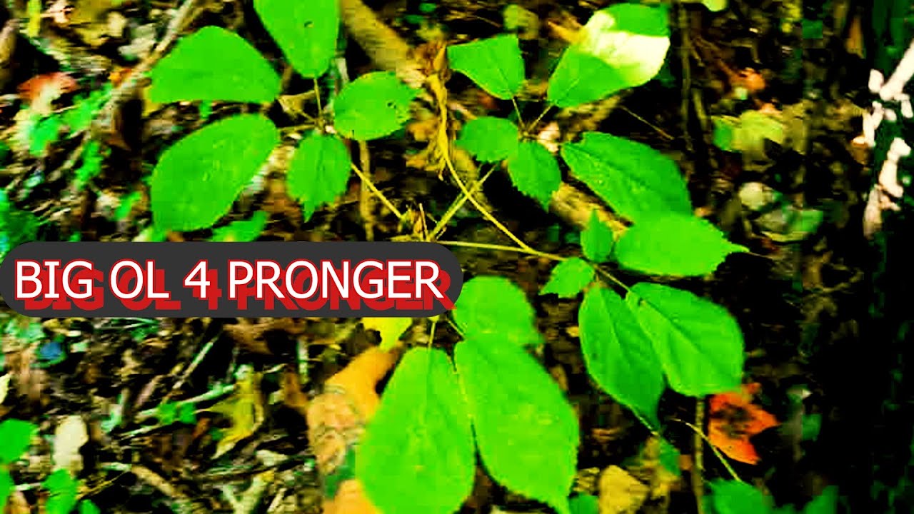 OCTOBER 4th-5TH. GINSENG DIG