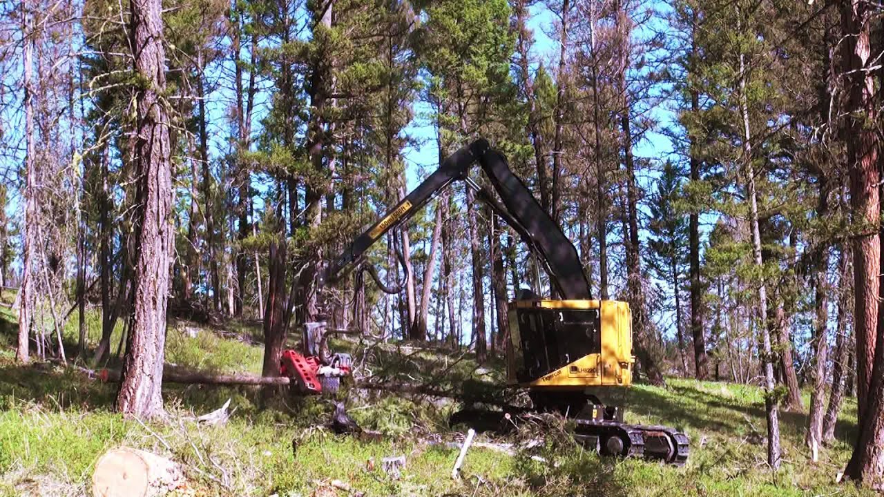 Bull Creek Forestry: Tigercat LH822C harvester