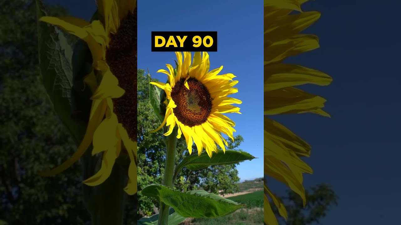 Grow SUNFLOWERS from Seed - 120 DAYS