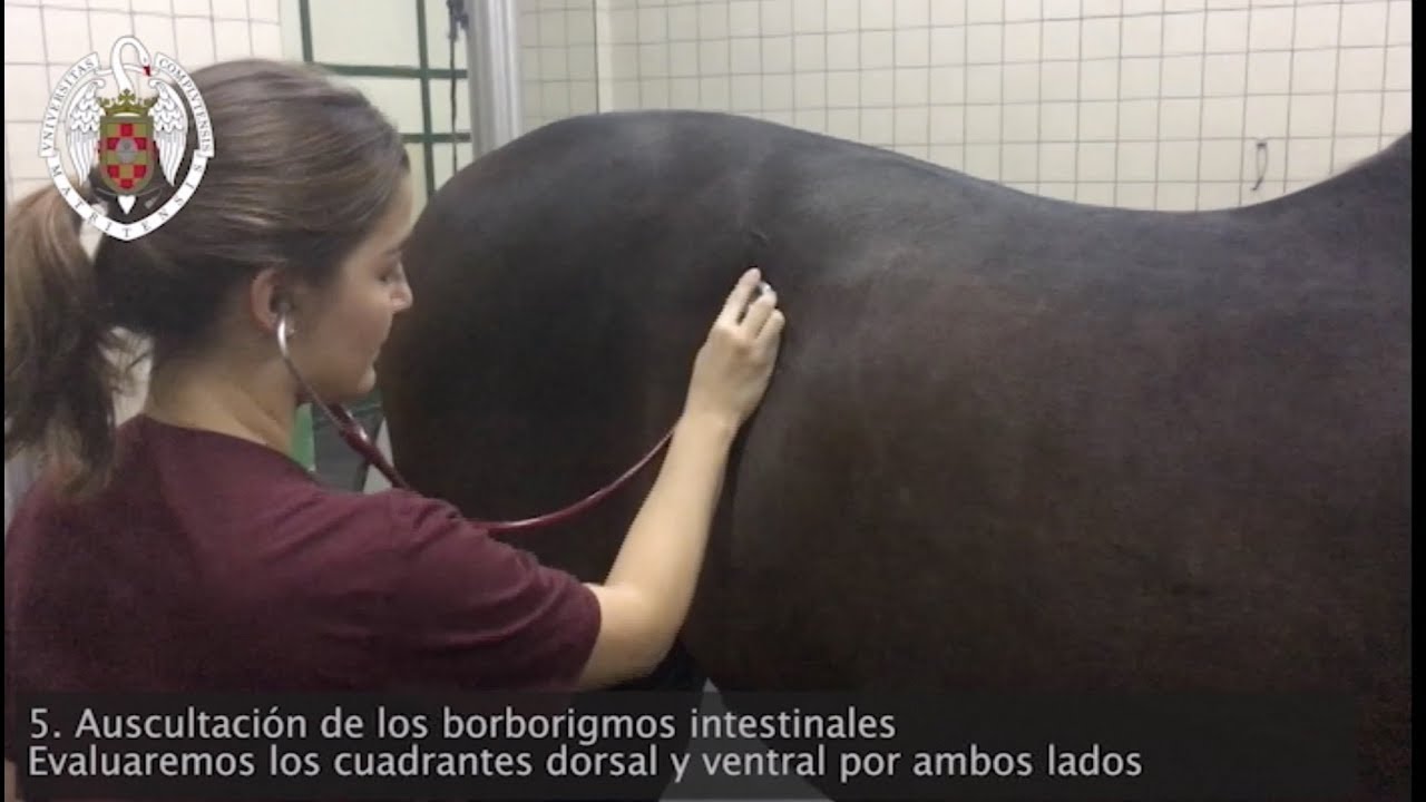 Exploración física en el caballo