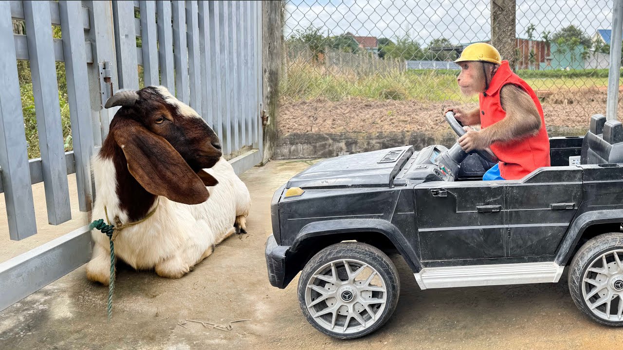 CUTIS breaks promise with Goat and shocking handling surprises everyone