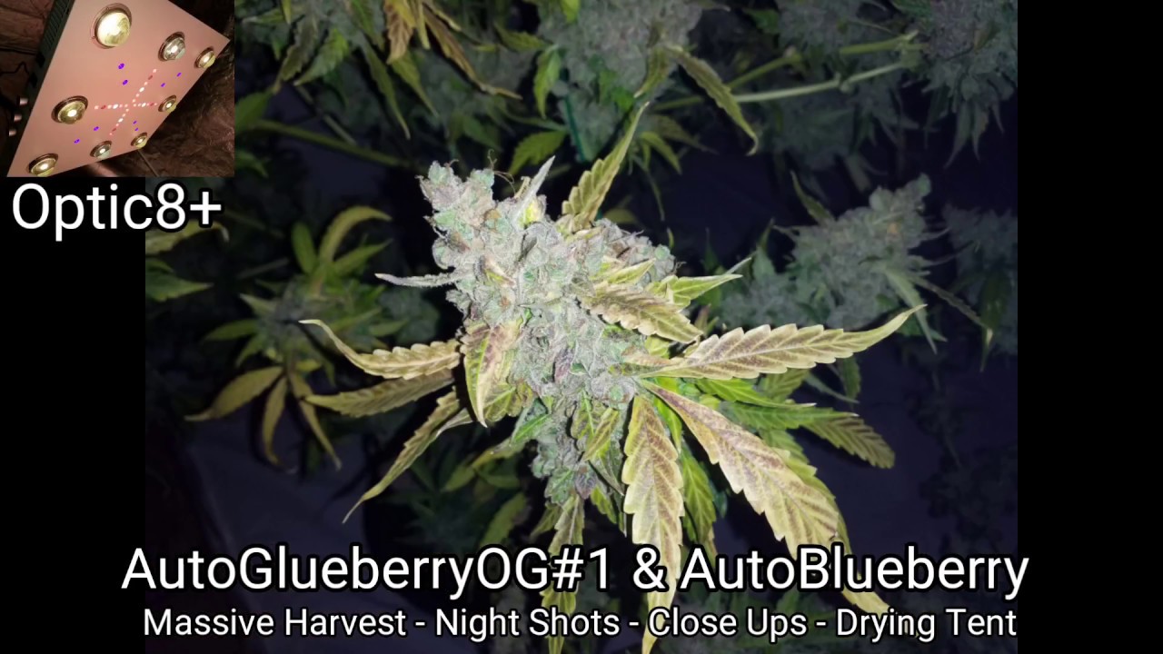Optic 8+ Harvest - 2 Huge Autos with Amazing Quality are Harvested @WestCoast Cannabis