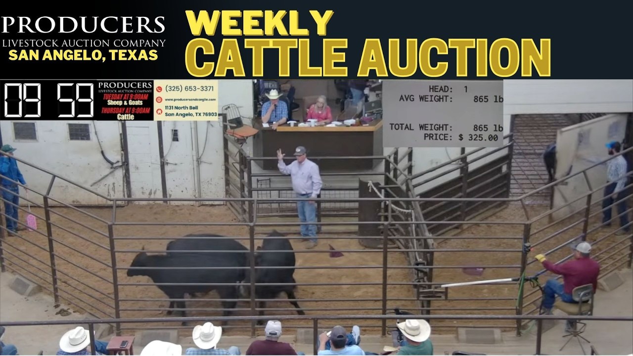 PRODUCERS LIVESTOCK AUCTION | Weekly All-Class Cattle Auction #TexasCattle #AgLive | 7/9/2026