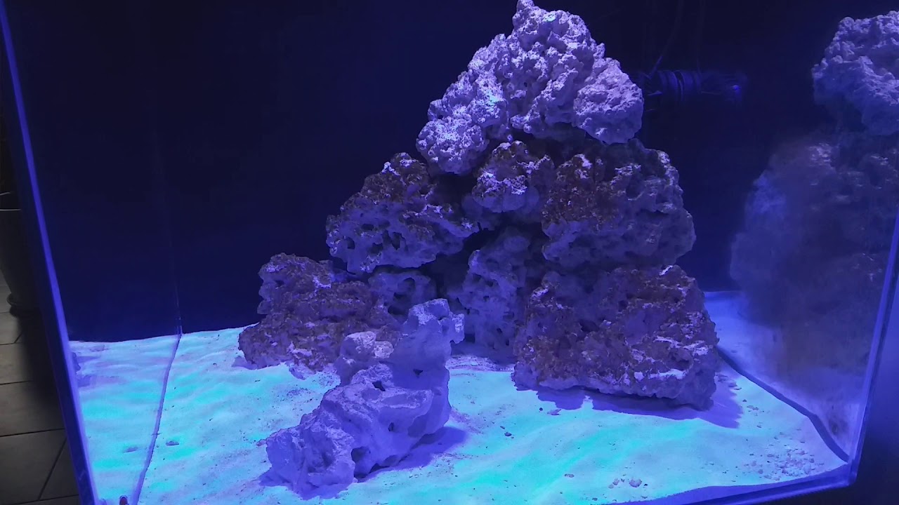 Dojrzewanie zbiornika morskiego - start na ATM Colony 1 miesiąc od zalania #22