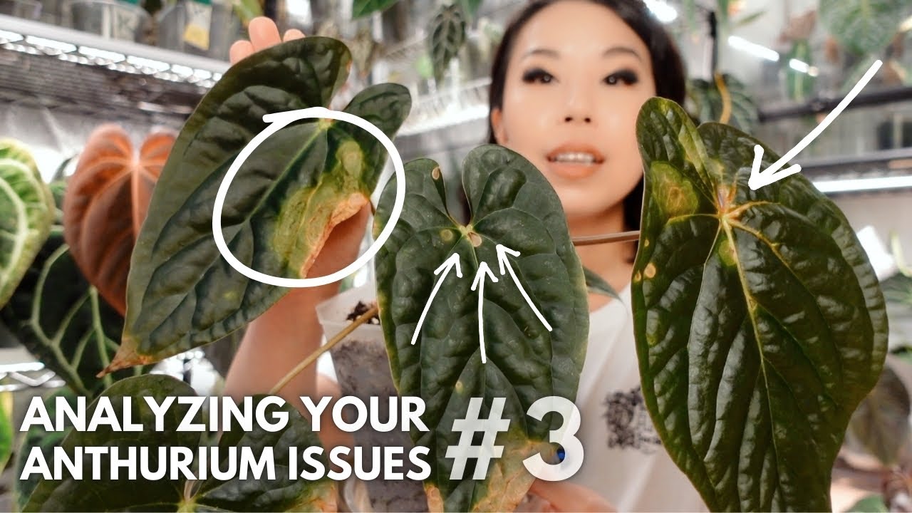 Analyzing your 🫵🏻 struggling anthuriums! Ep. 3