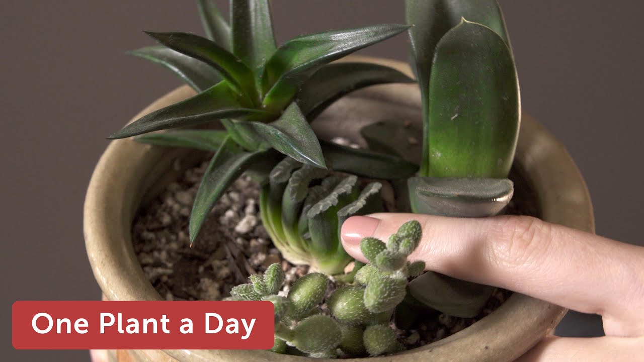 Haworthia truncata var. truncata Houseplant Care – 345 of 365