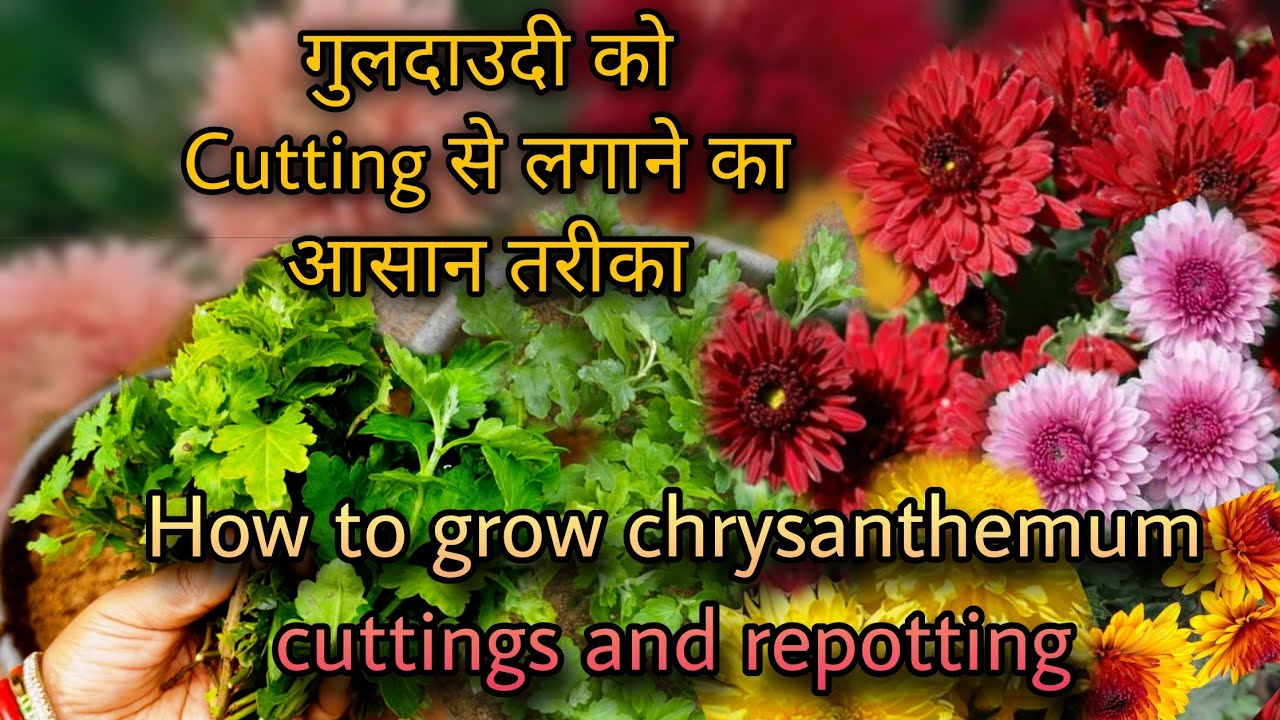 गुलदाउदी की कटिंग्स लगाने का आसान तरीका और इसको कब कैसे लगाए। How to Grow Chrysanthemum by Cuttings.