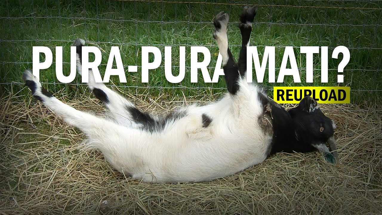 Kenapa Harus Berpura-pura Mati? [Reupload] #AlamSemenit