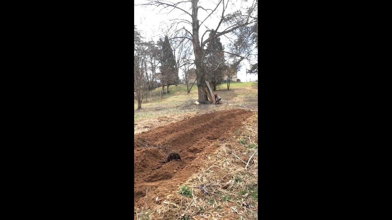 Gravely li plowing potato patch