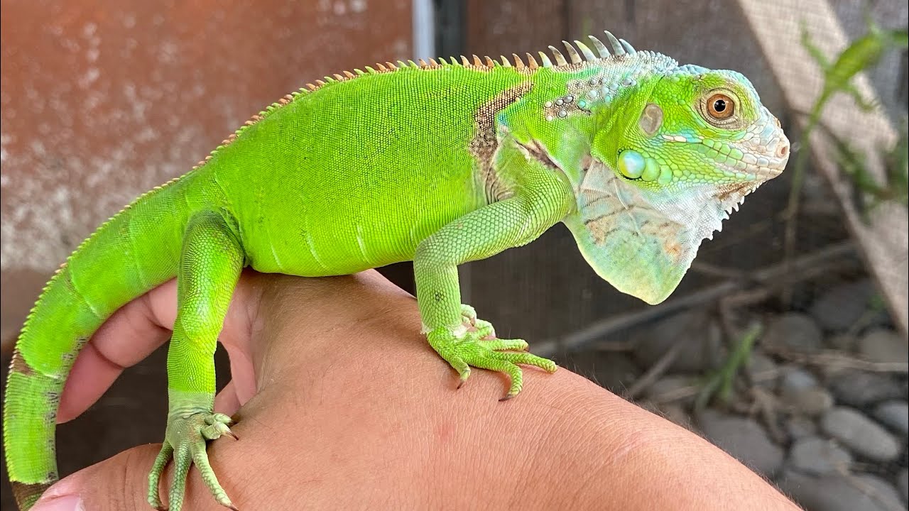 ADA IGUANA LIARAN DISEKITAR RUMAH!