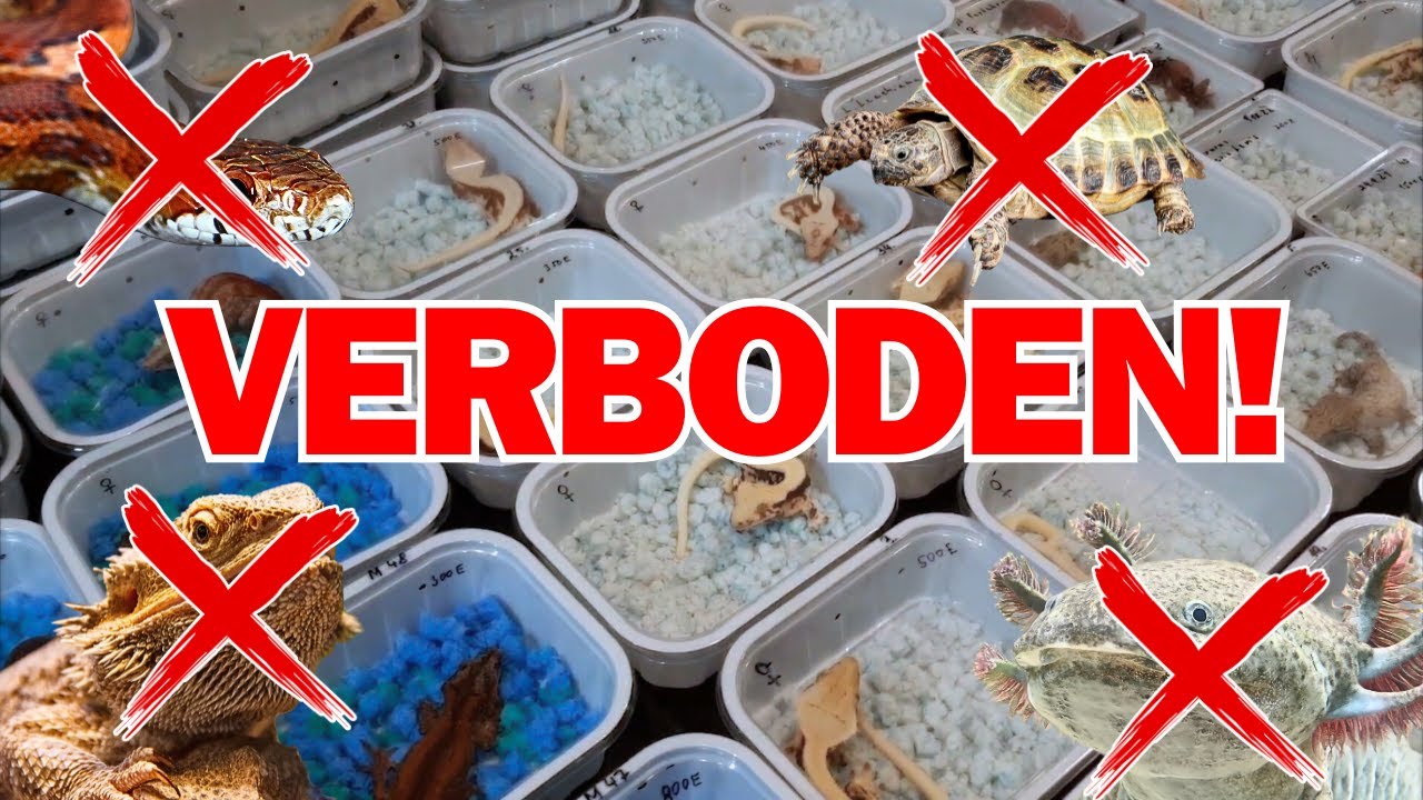 Is DIT het Einde van de Terrariumhobby?!? | Positieflijst & Unielijst