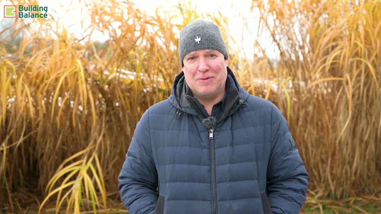 Volop kansen voor miscanthus in NL