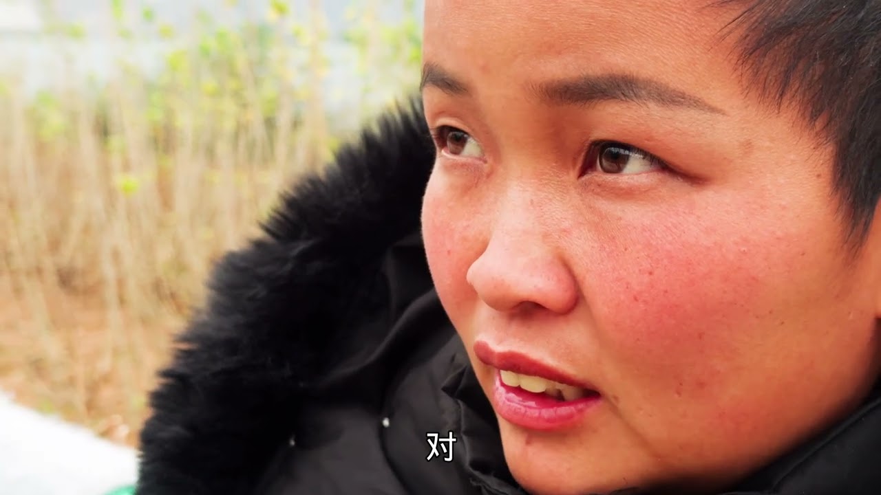 广西女人牵着两头猪徒步旅行￼
