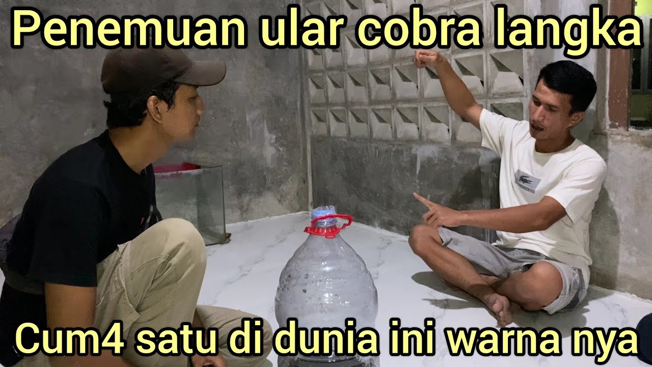DI LUAR NAL4R WARGA BERHASIL MENANGK4P ULAR COBRA LANGKA,PERTAMA DI DUNIA WARNA SEPERTI INI